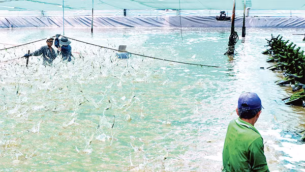 Thu hoạch tôm nuôi theo hình thức siêu thâm canh năng suất cao trên địa bàn huyện Ngọc Hiển, tỉnh Cà Mau. Ảnh: HỮU TÙNG