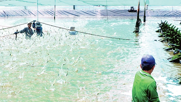 Thu hoạch tôm nuôi theo hình thức siêu thâm canh năng suất cao trên địa bàn huyện Ngọc Hiển, tỉnh Cà Mau. Ảnh: HỮU TÙNG