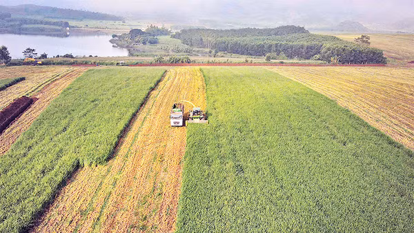 Cánh đồng nông nghiệp công nghệ cao tại Đồng Hiếu-Nghĩa Đàn, Nghệ An của Tập đoàn TH. Ảnh: SƠN TÙNG