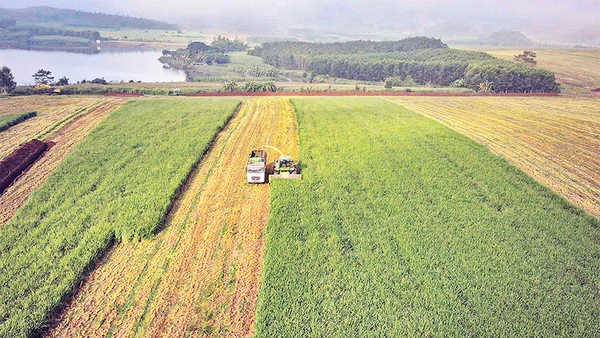 Cánh đồng nông nghiệp công nghệ cao tại Đồng Hiếu-Nghĩa Đàn, Nghệ An của Tập đoàn TH. Ảnh: SƠN TÙNG