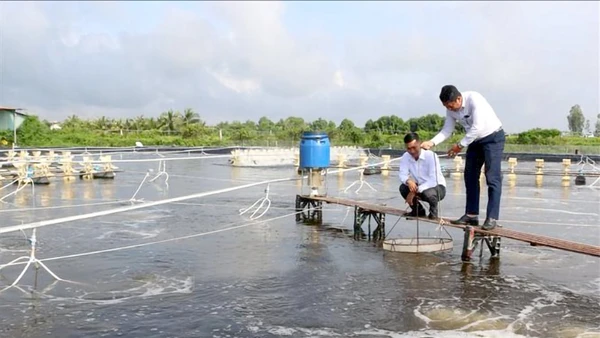 Thời tiết nắng nóng bất lợi khiến người nuôi tôm bị thiệt hại.