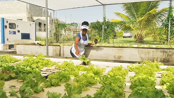 Một cơ sở trồng thủy canh ở ngoại ô Thủ đô La Havana. Ảnh: FAO
