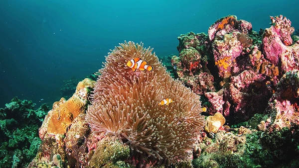 Một rạn san hô mềm. Ảnh: NGỌC SÁNG