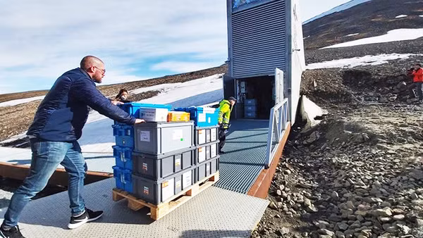 Kho Svalbard tiếp nhận lô hạt giống mới. Ảnh: NORDGEN