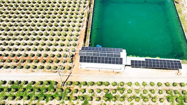 Điện mặt trời tại trang trại thanh long ở Bình Thuận. Ảnh: UNDP