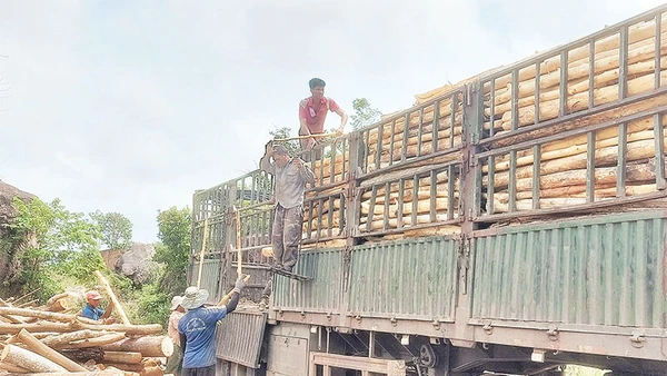Năm nay, giá keo rừng trồng đạt ngưỡng cao nhất, người dân Sông Hinh phấn khởi mở rộng diện tích trên đất kém hiệu quả.