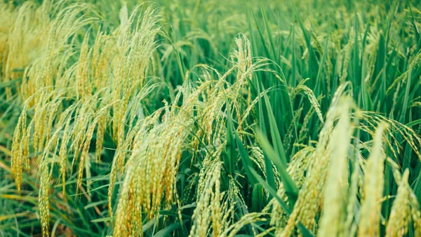 Lúa nếp đang thì chín rộ.