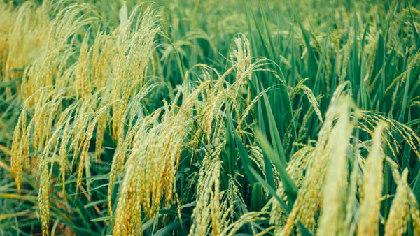 Lúa nếp đang thì chín rộ.