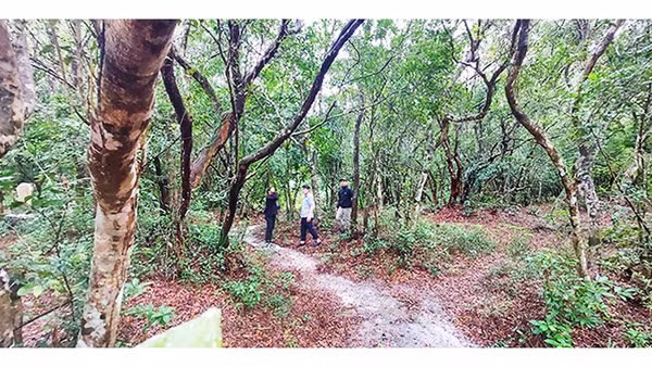 Rừng nguyên sinh Đông Dương có hơn 150 cây dược liệu, rất nhiều cây dược liệu quý hiếm.