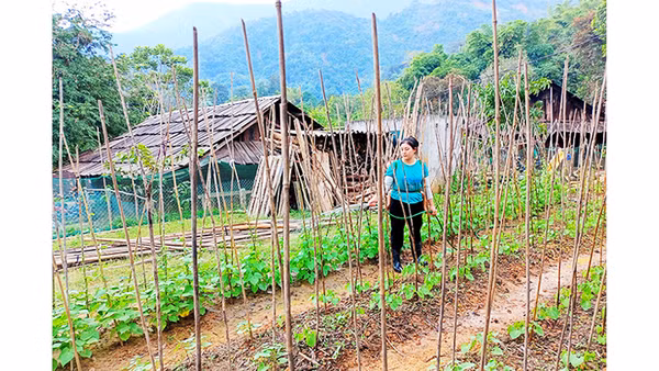 Ngay sau lũ, bà con xã Tà Cạ tranh thủ trồng rau, nuôi gà để phục vụ Tết Quý Mão 2023.