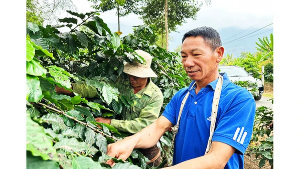 Cây cà-phê gắn đời với anh Lầu Chồng Lử và lớp thanh niên đầu tiên về Ẳng Nưa.
