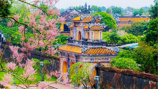 Sắc hoa ngô đồng trong Đại Nội. Ảnh: ĐÌNH HOÀNG