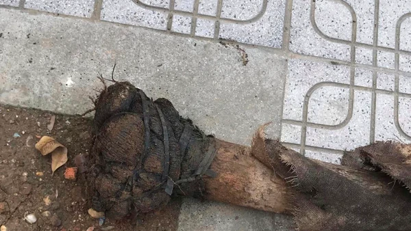 Phần rễ cây bị đổ vẫn được bọc kín và buộc bằng dây cao-su. (Ảnh người dân cung cấp)