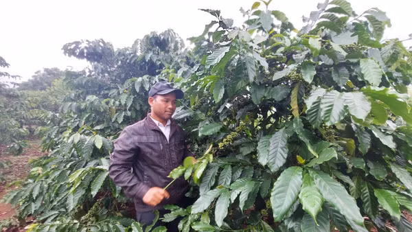 Ông Yôl chăm sóc vườn cà-phê của gia đình.