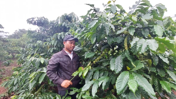 Ông Yôl chăm sóc vườn cà-phê của gia đình.