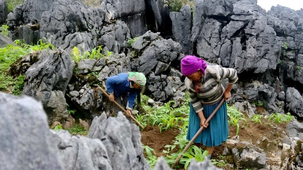 Với sự cần cù, người dân đã khiến đá trổ xanh. Ảnh: Giang Toan