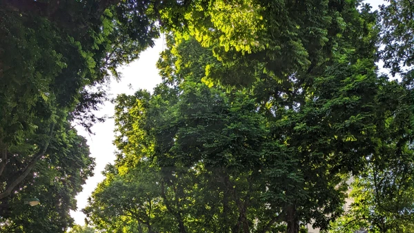 Một sáng mùa thu nắng mật dưới tán xanh hàng sấu Trần Hưng Đạo (Hà Nội). Ảnh: Võ Hoàng