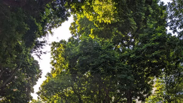 Một sáng mùa thu nắng mật dưới tán xanh hàng sấu Trần Hưng Đạo (Hà Nội). Ảnh: Võ Hoàng