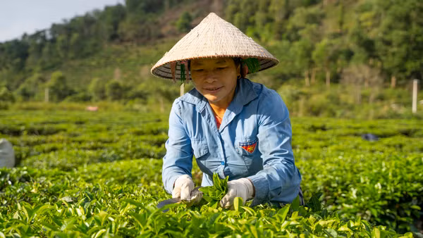 Người dân huyện Tam Đường thu hoạch chè. Ảnh: PanNature