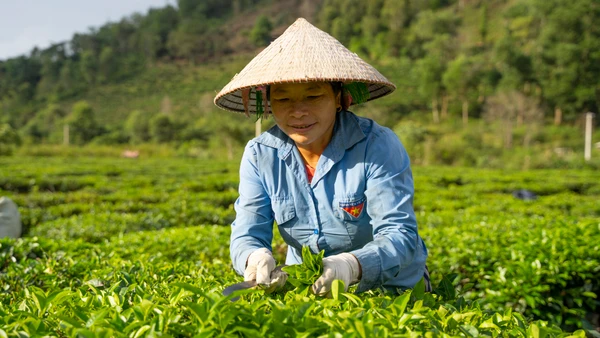 Người dân huyện Tam Đường thu hoạch chè. Ảnh: PanNature