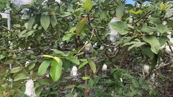 Ổi lê Hoành Bồ: Từ bị vứt ven đường đến cây xóa nghèo