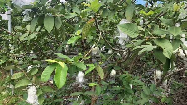 Ổi lê Hoành Bồ: Từ bị vứt ven đường đến cây xóa nghèo