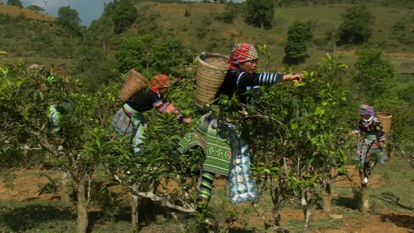 Người H’Mông thu hoạch nông sản bản địa.