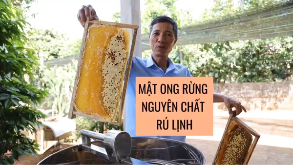 [Video] Mật ong Rú Lịnh: Nuôi ong lấy mật cũng lắm công phu