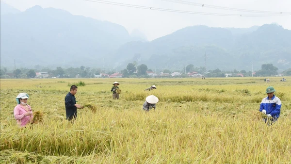 Thu hoạch lúa đặc sản tại huyện Phù Yên, tỉnh Sơn La. (Ảnh Quang Anh)