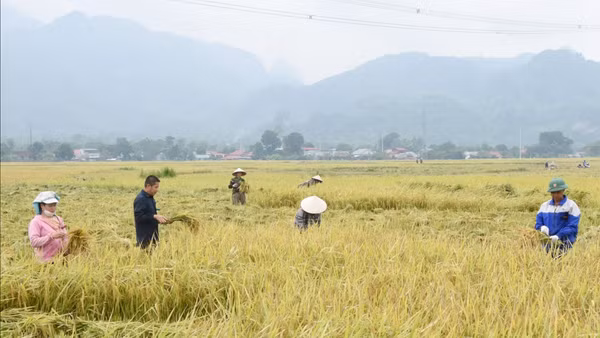 Thu hoạch lúa đặc sản tại huyện Phù Yên, tỉnh Sơn La. (Ảnh Quang Anh)