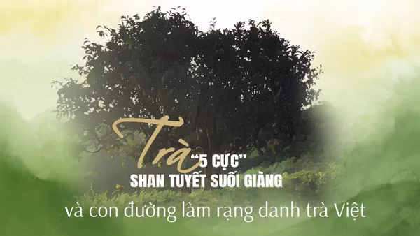 Trà “5 cực” Shan tuyết Suối Giàng và con đường làm rạng danh trà Việt