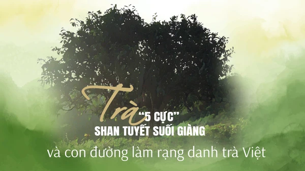 Trà “5 cực” Shan tuyết Suối Giàng và con đường làm rạng danh trà Việt