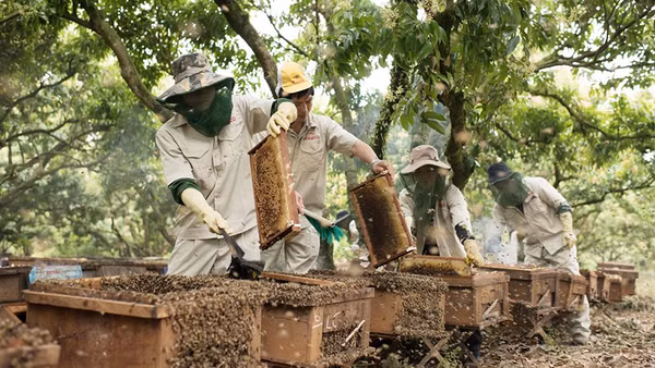 Mật ong Honeco: Thảo thơm sản phẩm OCOP từ núi rừng mờ sương