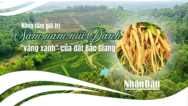 Nâng tầm giá trị sâm nam núi Dành - "vàng xanh" của đất Bắc Giang