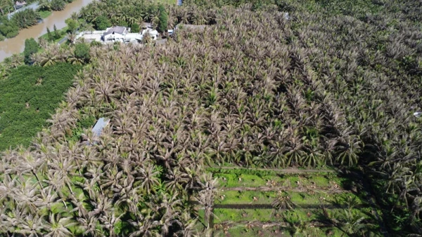 Nhiều vườn dừa ở xã Xuân Đông, huyện Chợ Gạo, tỉnh Tiền Giang bị sâu đầu đen gây thiệt hại nặng. (Ảnh: Báo Nhân Dân)