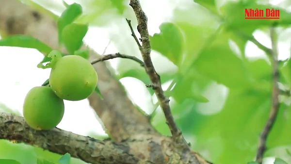 Những giọt mơ núi Tản