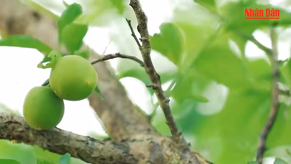 Những giọt mơ núi Tản