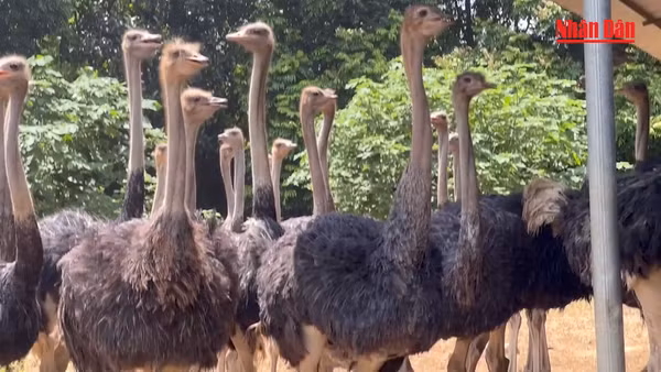 Đặc sản đà điểu Ba Vì