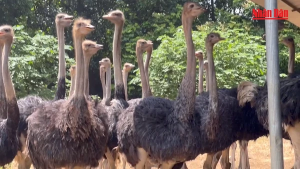 Đặc sản đà điểu Ba Vì