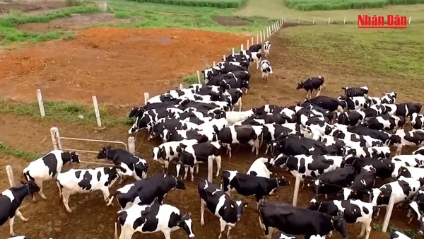 Sữa thơm núi Ba Vì