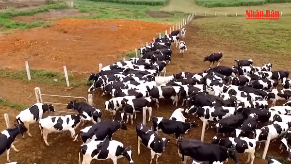 Sữa thơm núi Ba Vì