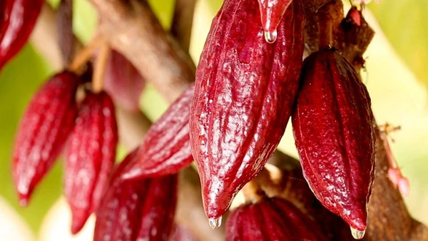 Ca-cao trở thành tâm điểm chú ý của thị trường khi tiếp tục giảm mạnh - nối dài đà suy yếu sang phiên thứ hai liên tiếp. Ảnh: Reuters