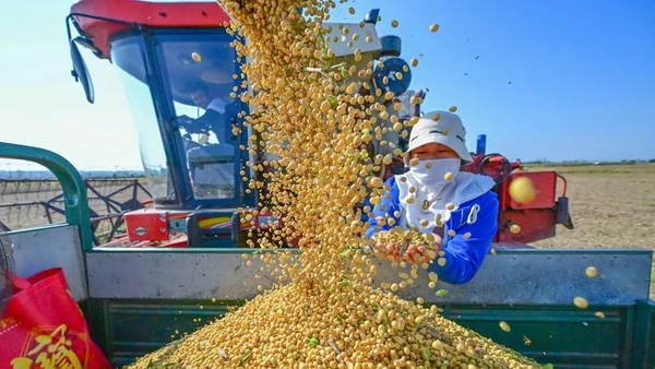 Thu hoạch đậu tương tại Lạc Dương, tỉnh Hà Nam, Trung Quốc. (Ảnh: THX/TTXVN)