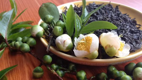 Chè Shanam - Kết tinh hương vị đất trời 