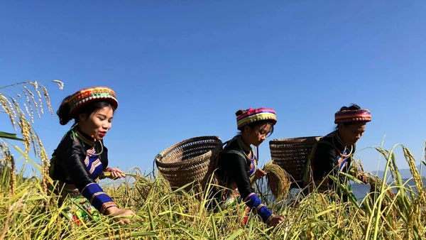 Thành viên Hợp tác xã Yến Dương, huyện Ba Bể, tỉnh Bắc Kạn thu hoạch lúa đặc sản gạo Nếp Tài. Ảnh: Báo Nhân Dân