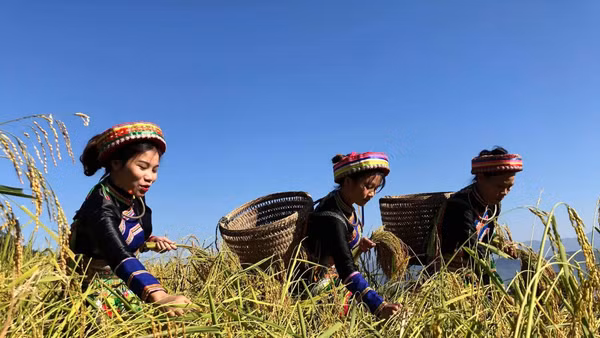 Thành viên Hợp tác xã Yến Dương, huyện Ba Bể, tỉnh Bắc Kạn thu hoạch lúa đặc sản gạo Nếp Tài. Ảnh: Báo Nhân Dân