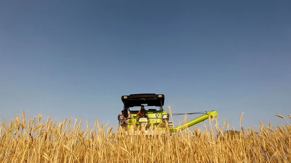 Giá bạch kim lao dốc, lúa mì ‘nóng’ dần theo vụ mùa Mỹ