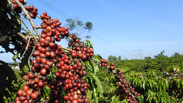 Ảnh minh họa. Nguồn: TTXVN