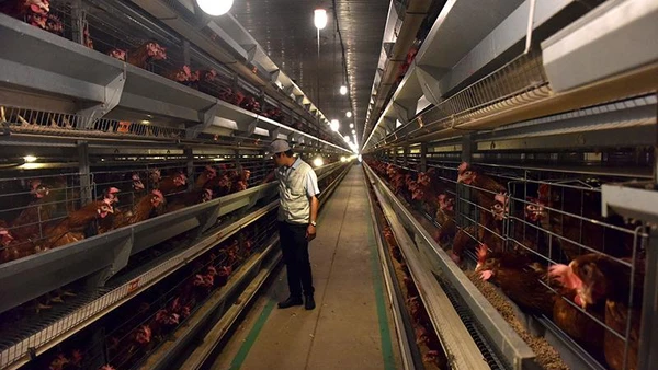 Khu chăn nuôi gà đẻ trứng áp dụng công nghệ cao Công ty Delco Farm, tỉnh Bắc Ninh. (Ảnh DUY ĐĂNG)