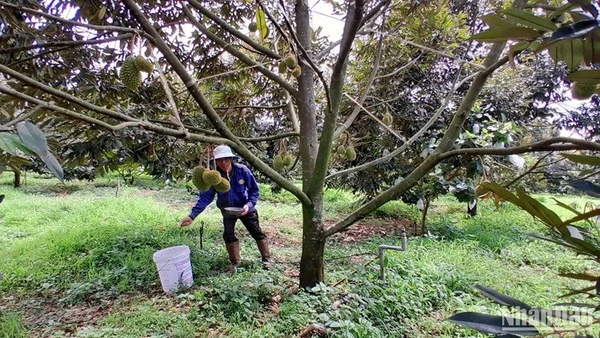 Trồng sầu riêng ở Đắk Nông.